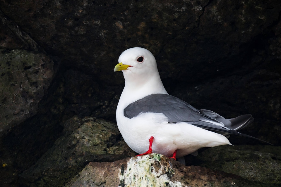 Red-legged kittiwake-2