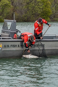 USFWS Fisheries crew in boat capturing lake sturgeon-1