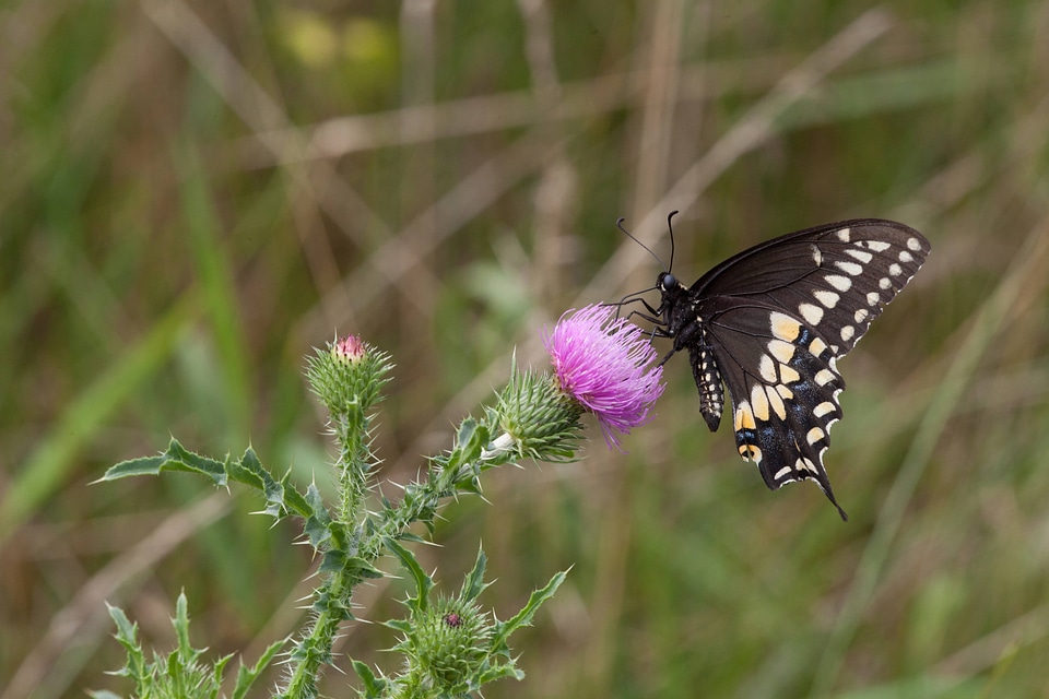 Black Swallowtail on thistle