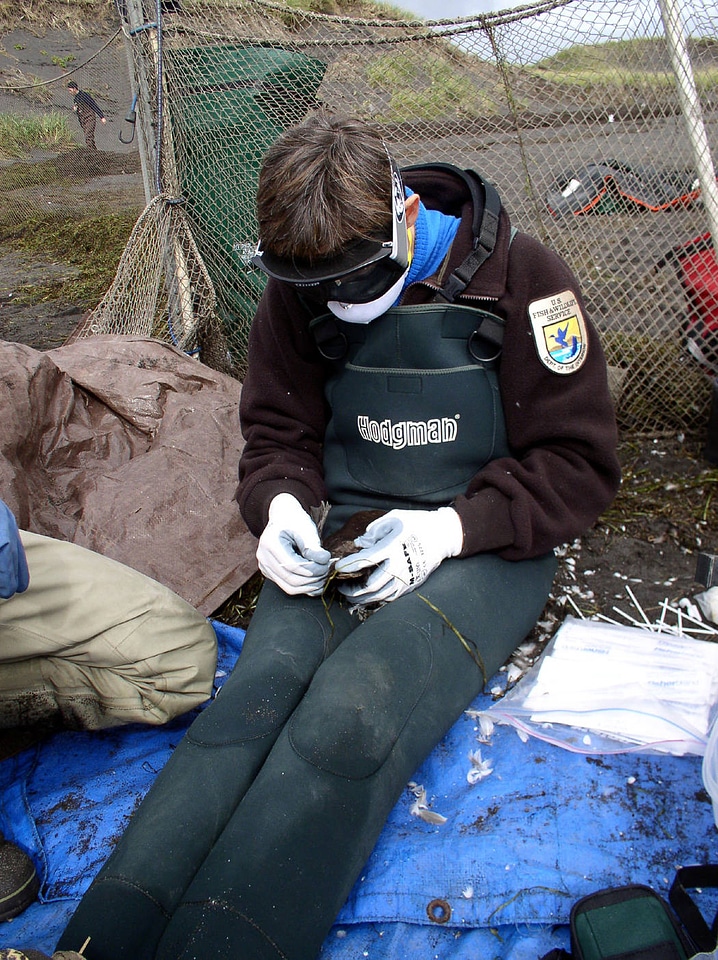WOE206 Avian Influenza Survelliance Program at Izembek National Wildlife Refuge