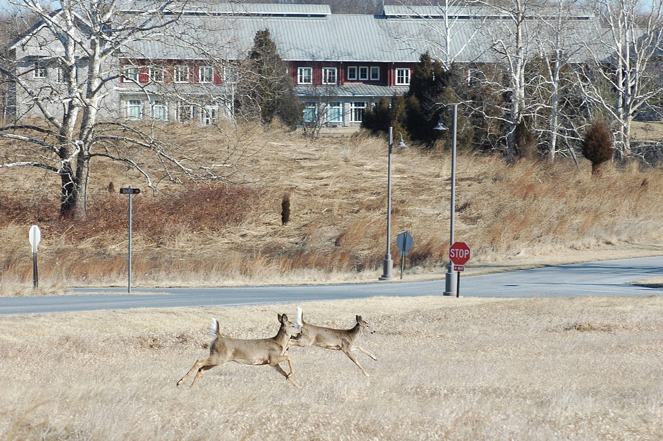 Herd of White-tailed Deer