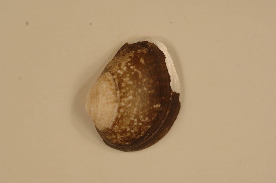 Truncilla truncata (outside)