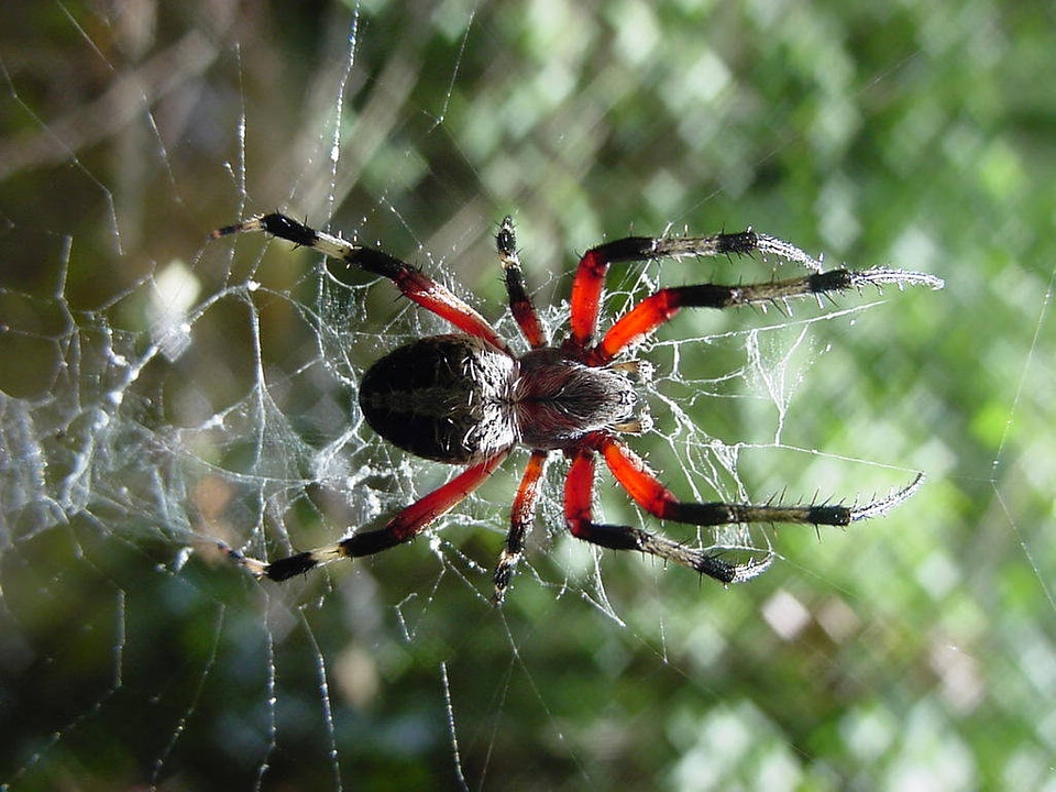 Spotted orb weaver