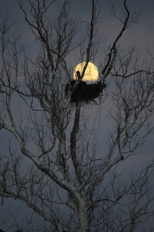 NCTC eagles nest at night