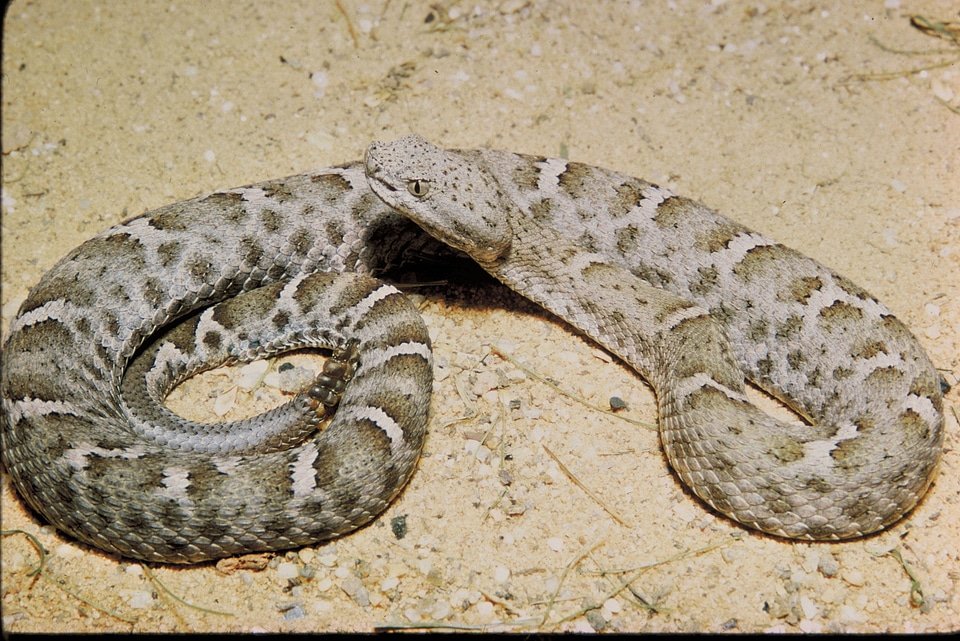Mexican Ridged-nosed rattlesnake