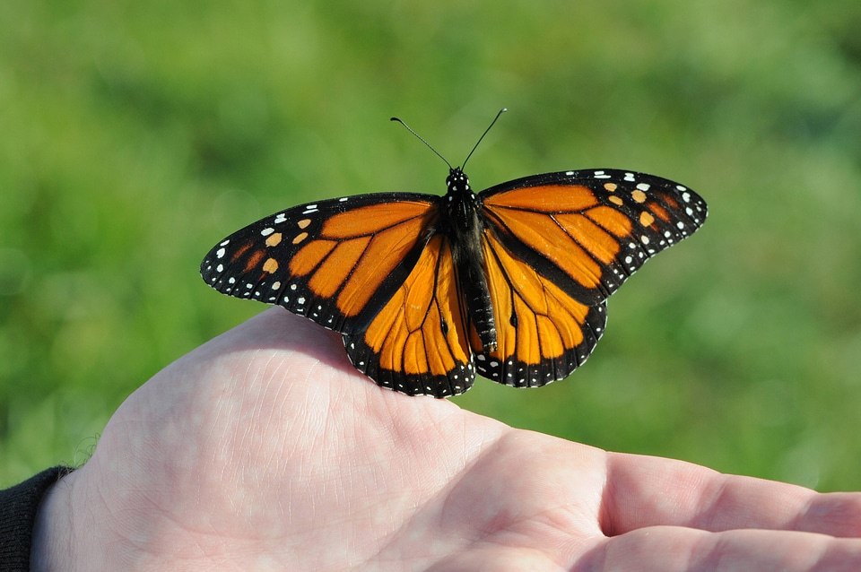 Monarch butterfly rests on finger