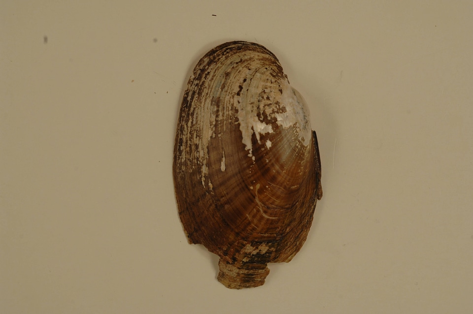 Lampsilis bracteata (outside)
