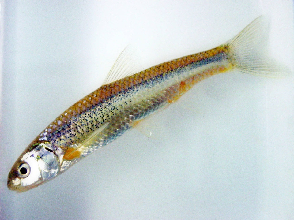 Rio Grande silvery minnow