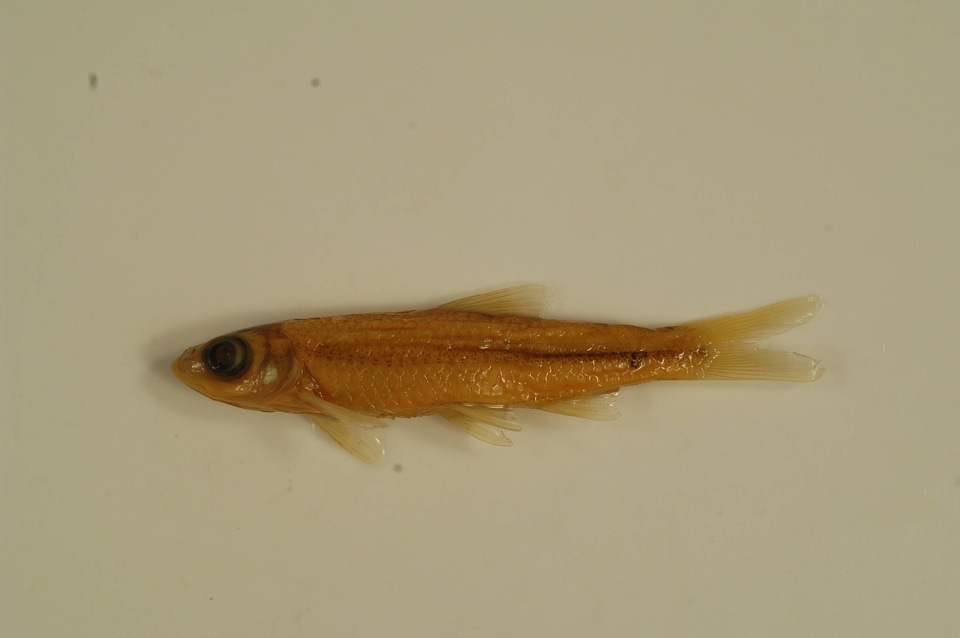 Notropis atherinoides