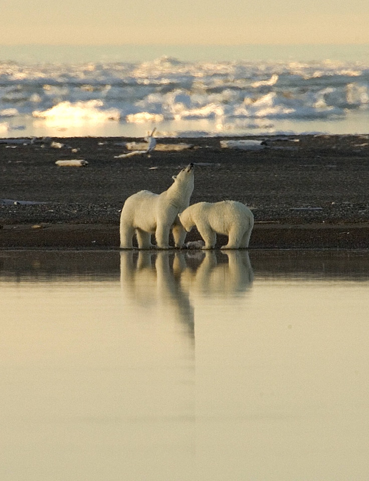 Polar bear stretching