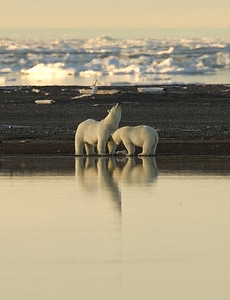 Polar bear stretching photo