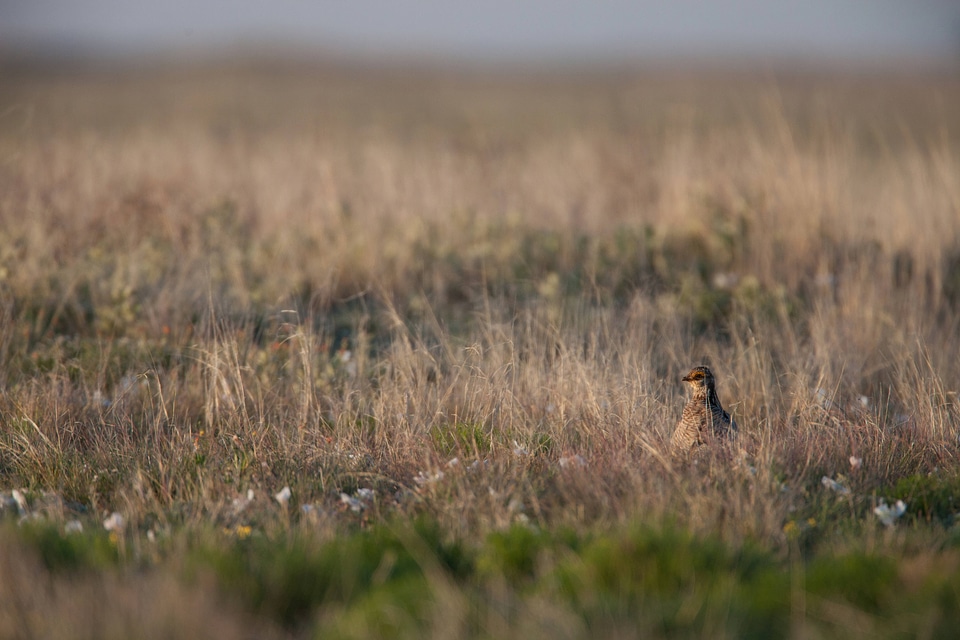 Lesser Prairie-Chicken-2