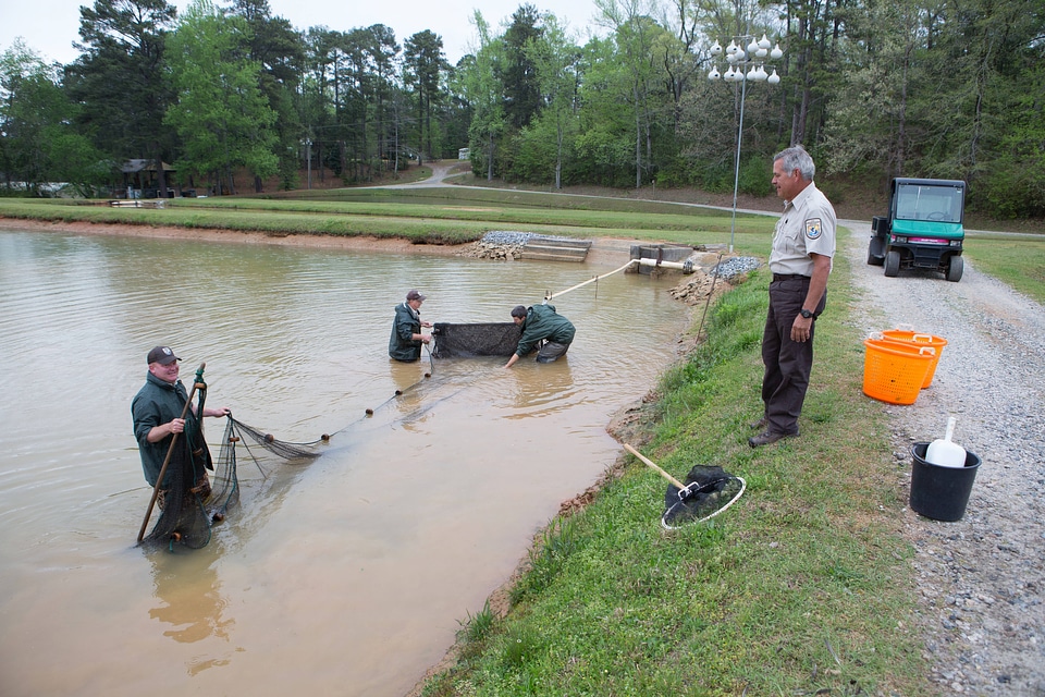Hatchery staff checking for channel catfish-1