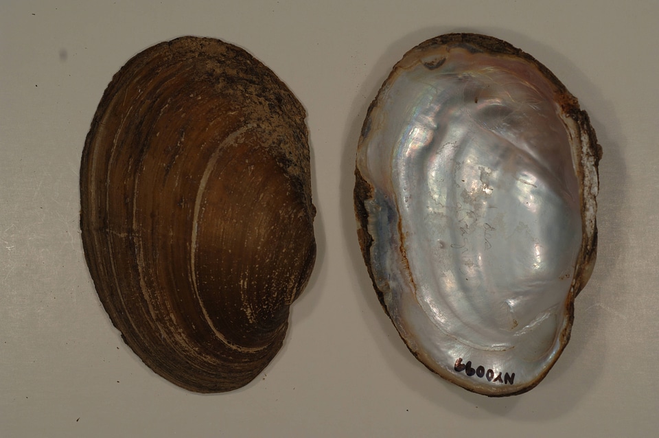 Leptodea fragilis