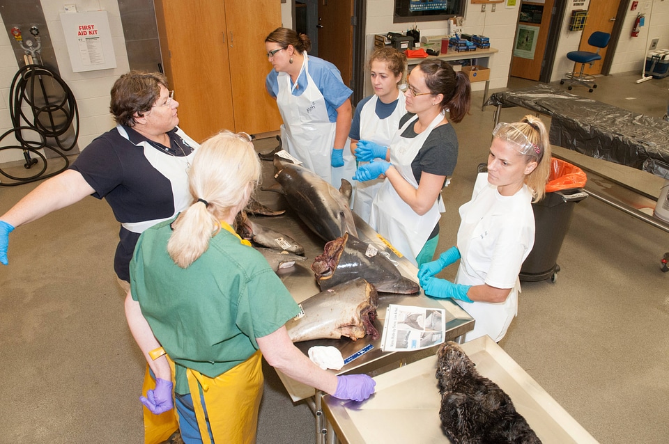 Marine Mammal Stranding Course at NCTC-1