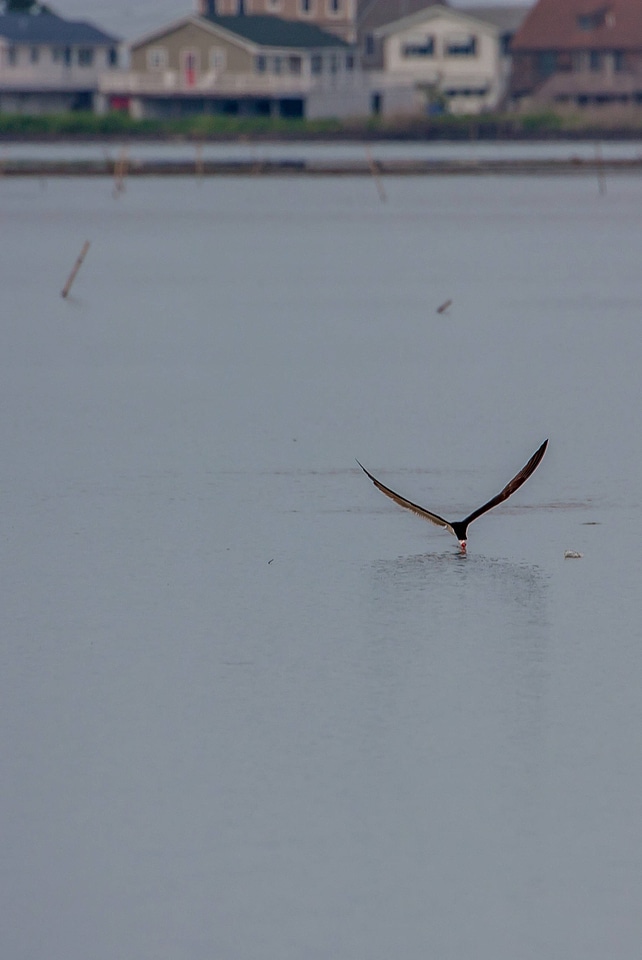 Black Skimmer feeding-1