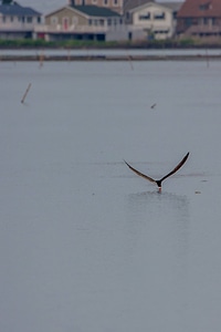 Black Skimmer feeding-1