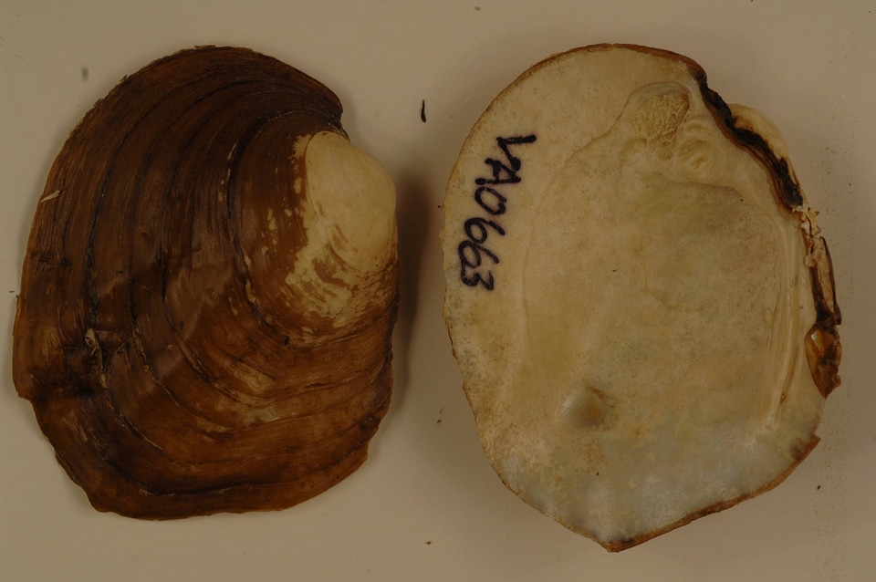 Amblema plicata-4