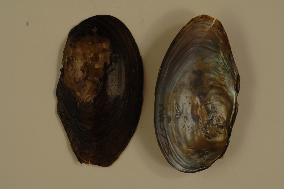 Anodonta beringiana