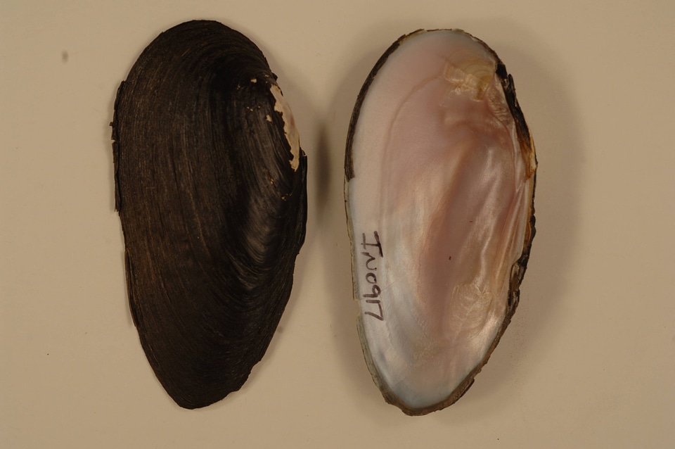 Elliptio dilatata-1
