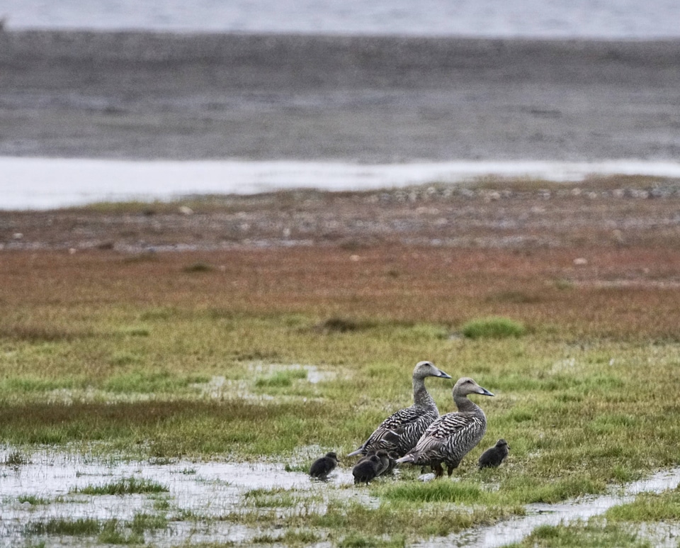 Common eider females with their ducklings