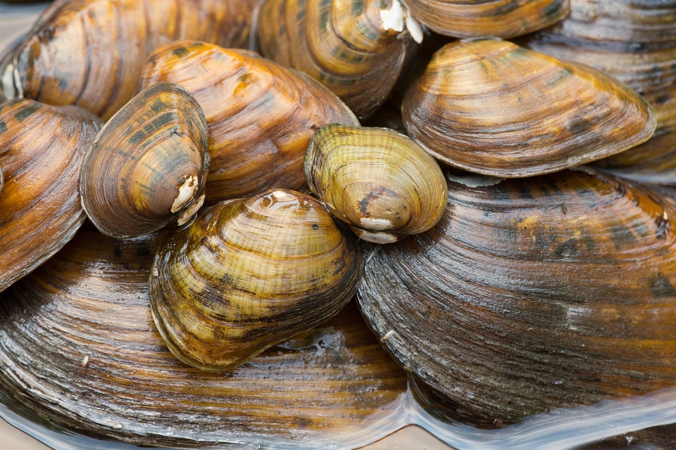 Endangered freshwater mussels