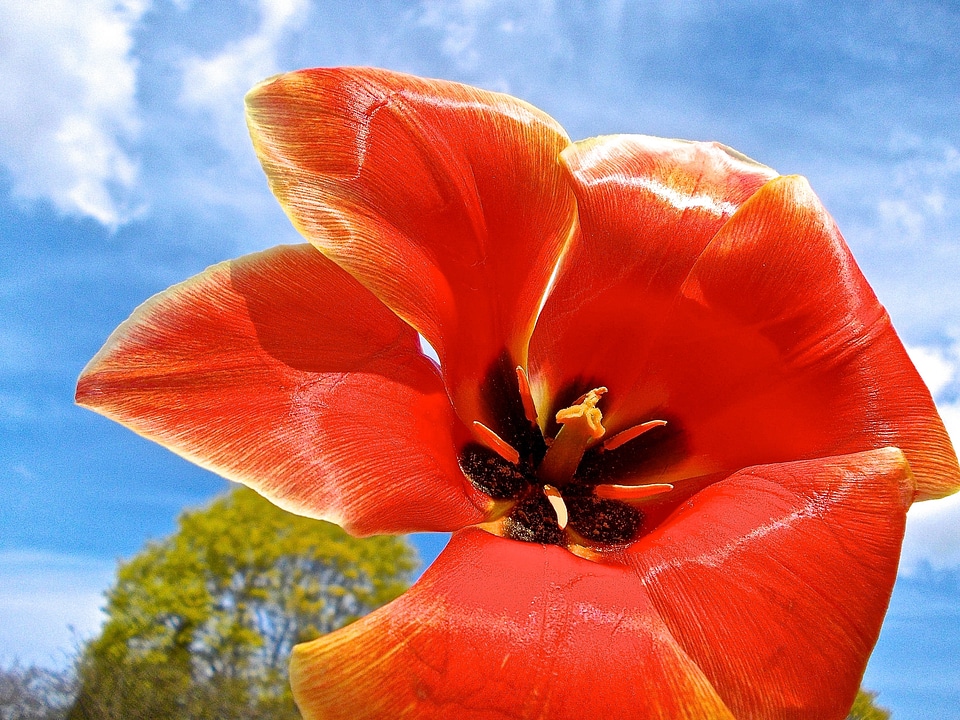 Himmel pistils red