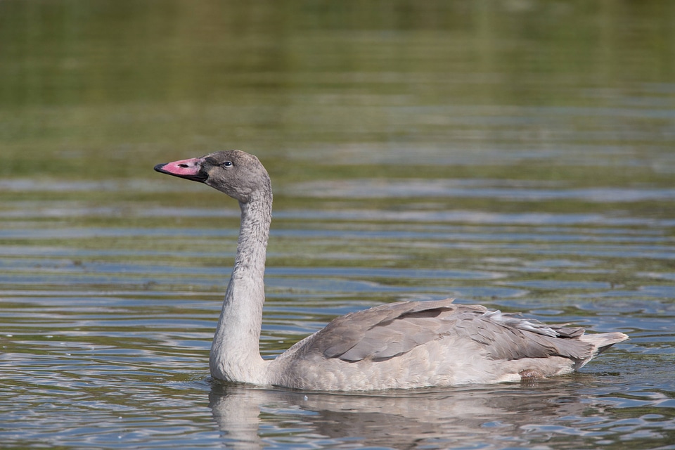 Trumpeter Swan juvenile close-up