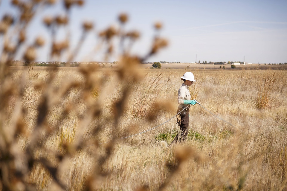 Employee spraying invasive plants