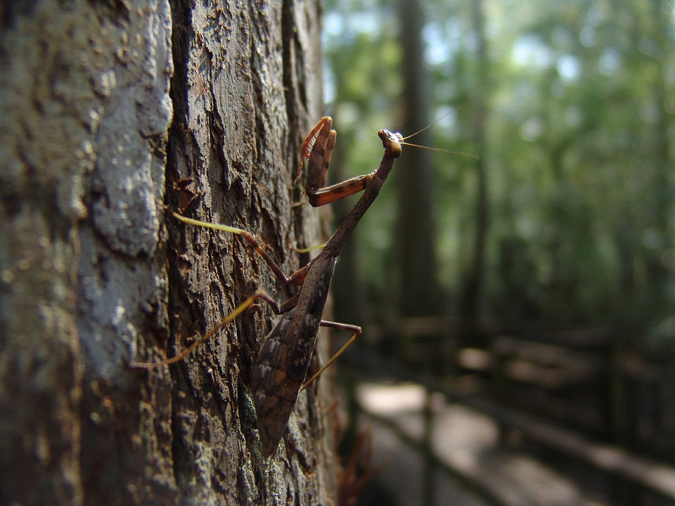 Mantis 
