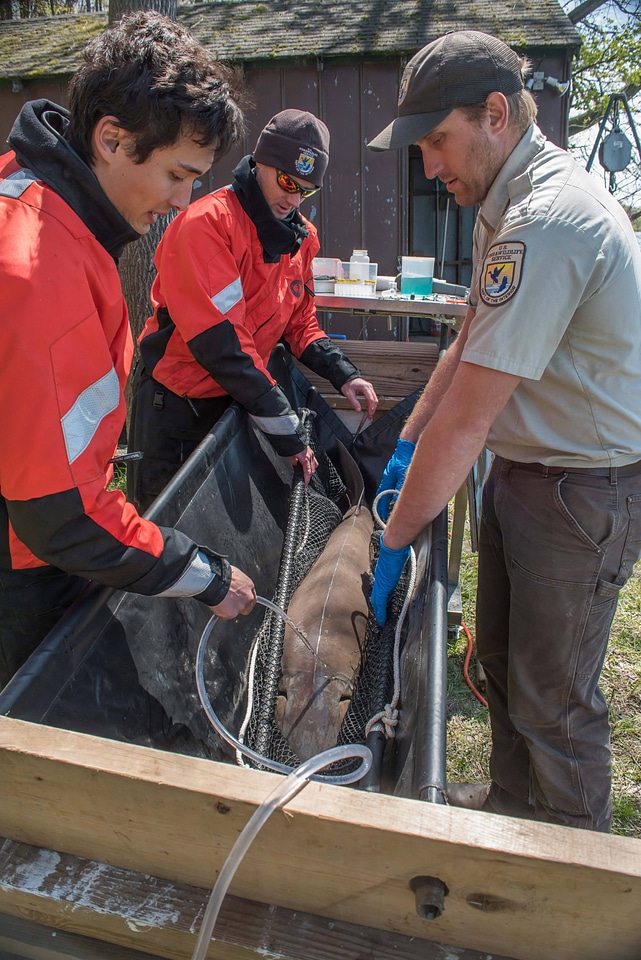 USFWS Fisheries crew prepares to operate on lake sturgeon-1
