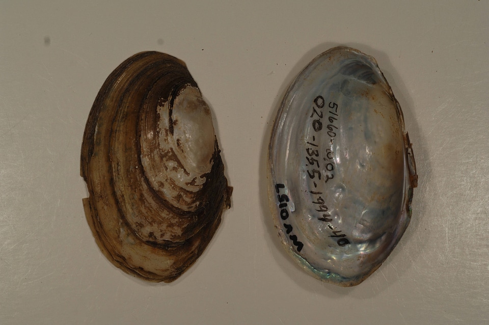 Leptodea fragilis-1