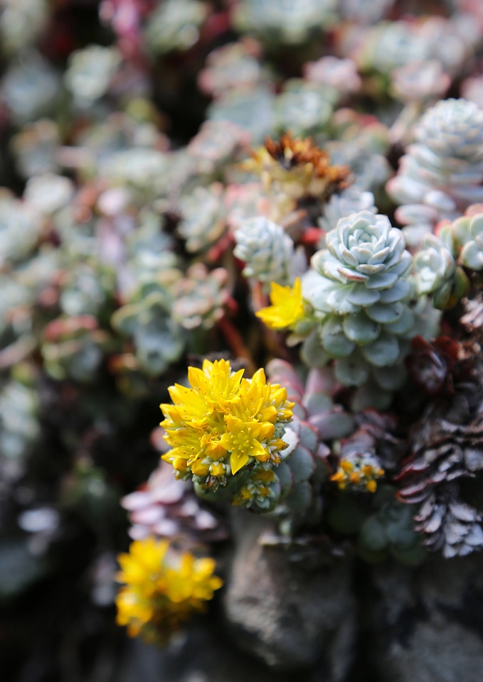 Broadleaf stonecrop 