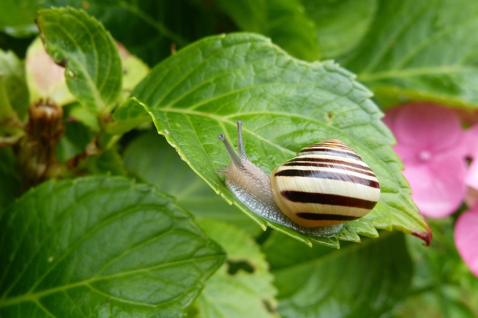 Garden tape worm leaf cepaea hortensis