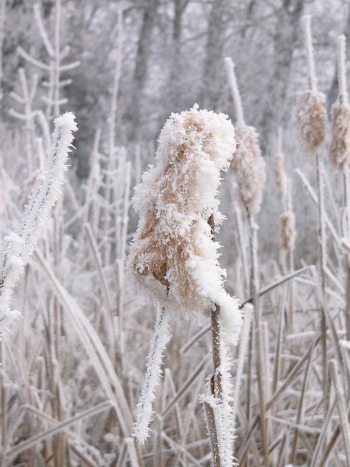 Winter frost thistle
