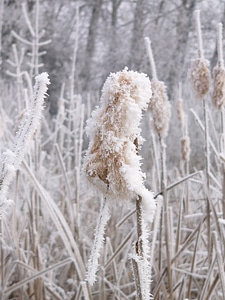 Winter frost thistle