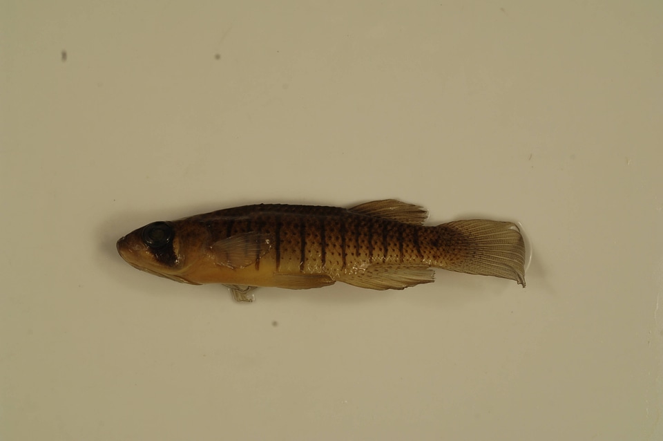 Fundulus notti