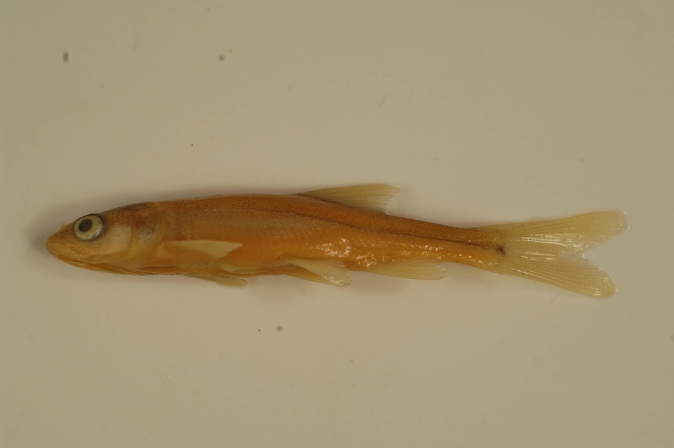 Ptychocheilus lucius