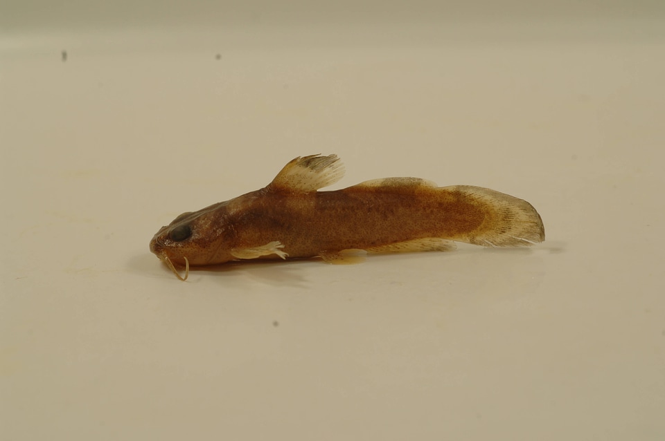 Noturus miurus-2