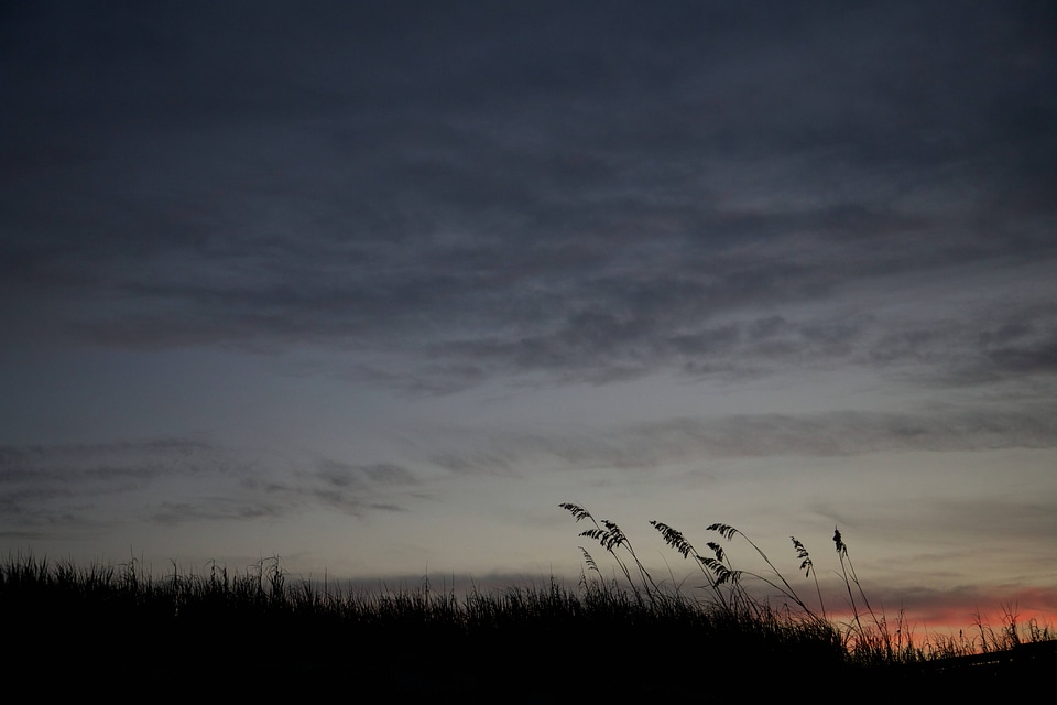 Sea Oats silhouetted by sunset
