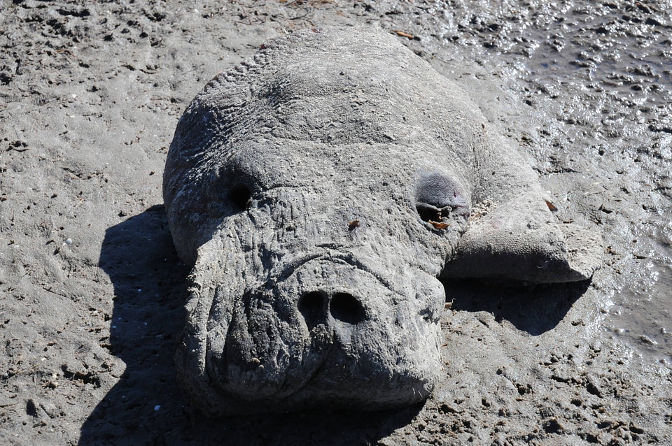 Dead Manatee on shore-1