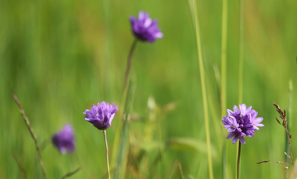 Brodiaea congesta