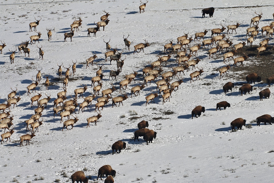 Wintering Elk and Bison