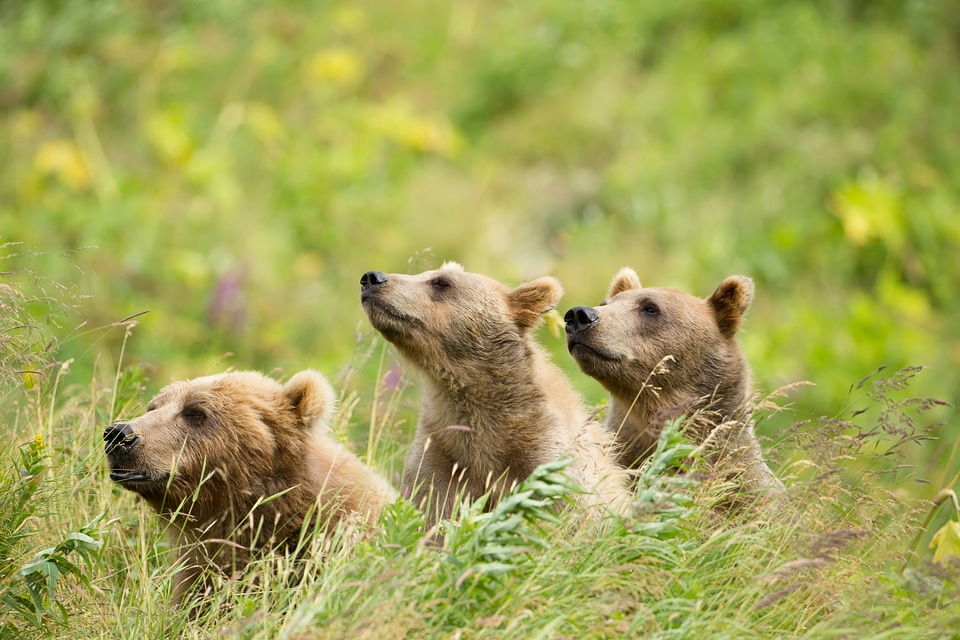 Kodiak Brown Bear and her cubs