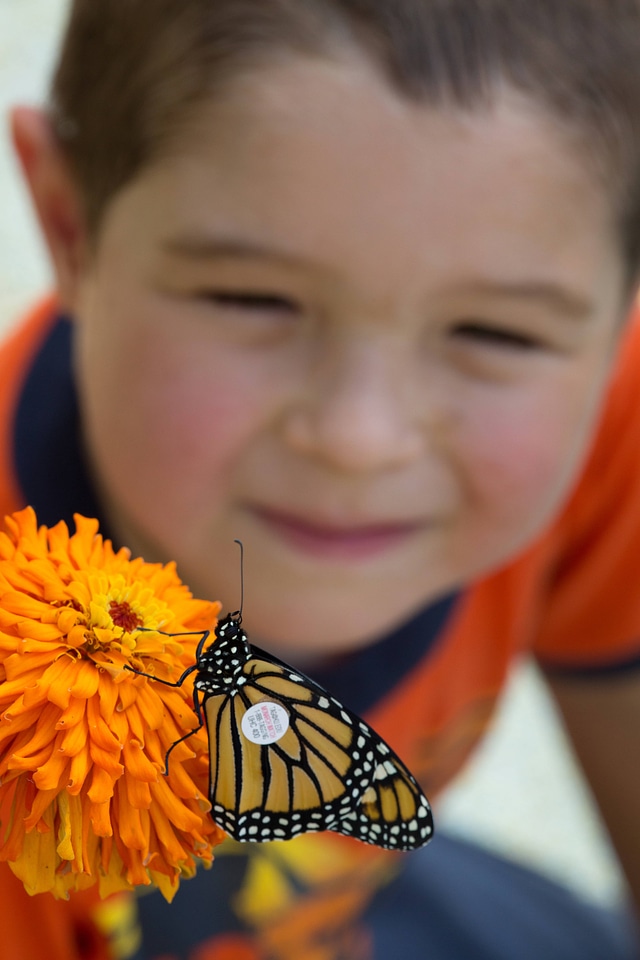 Tagged Monarch and child-1