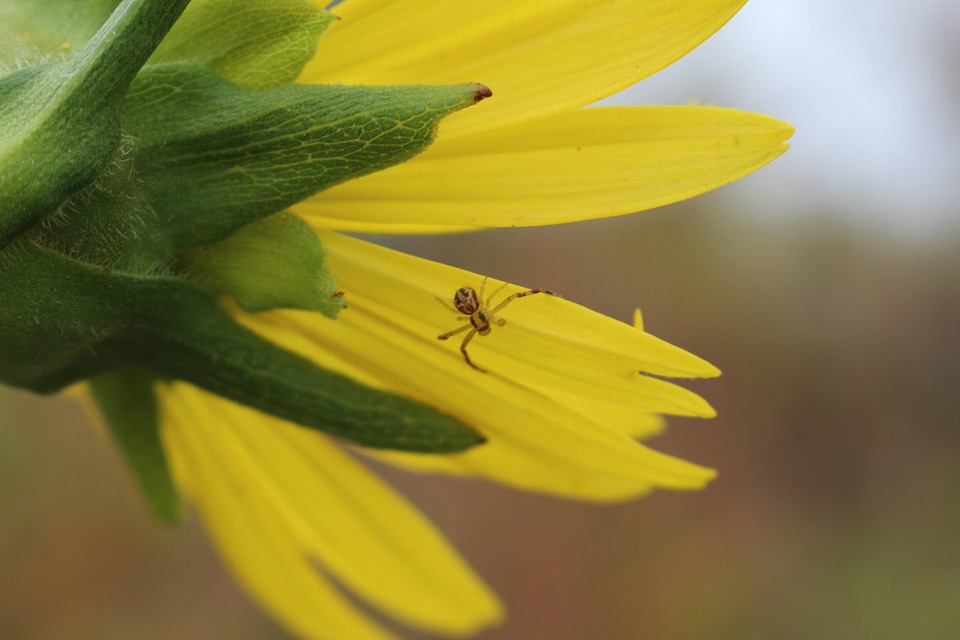 Northern Crab spider on compass plant