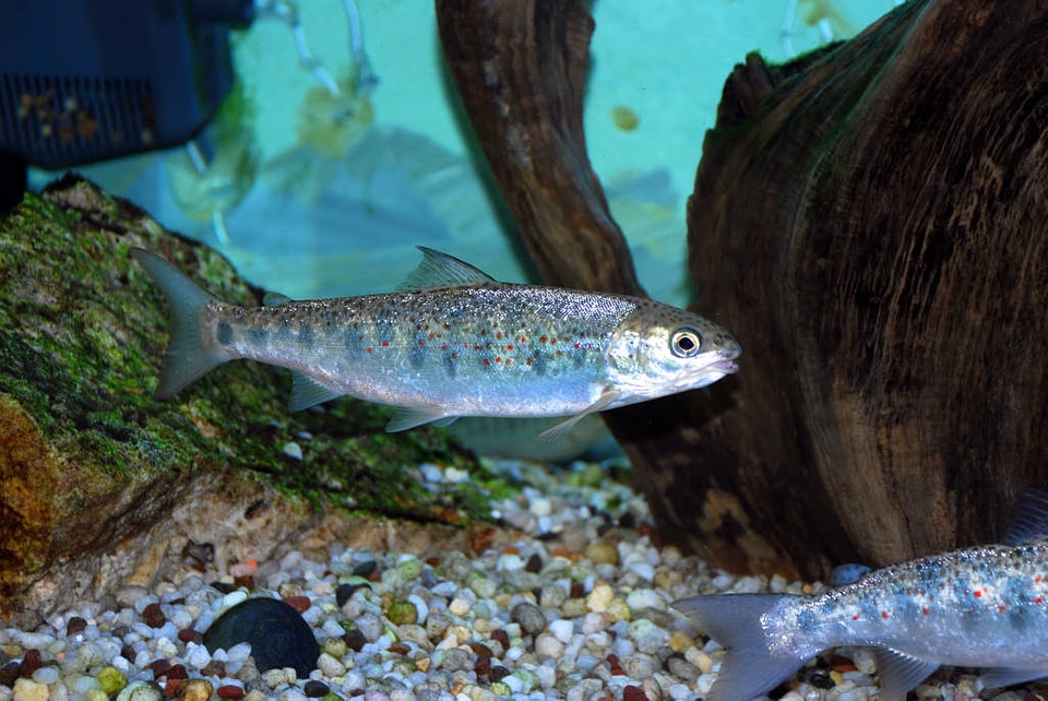 Atlantic Salmon Pre-Smolt