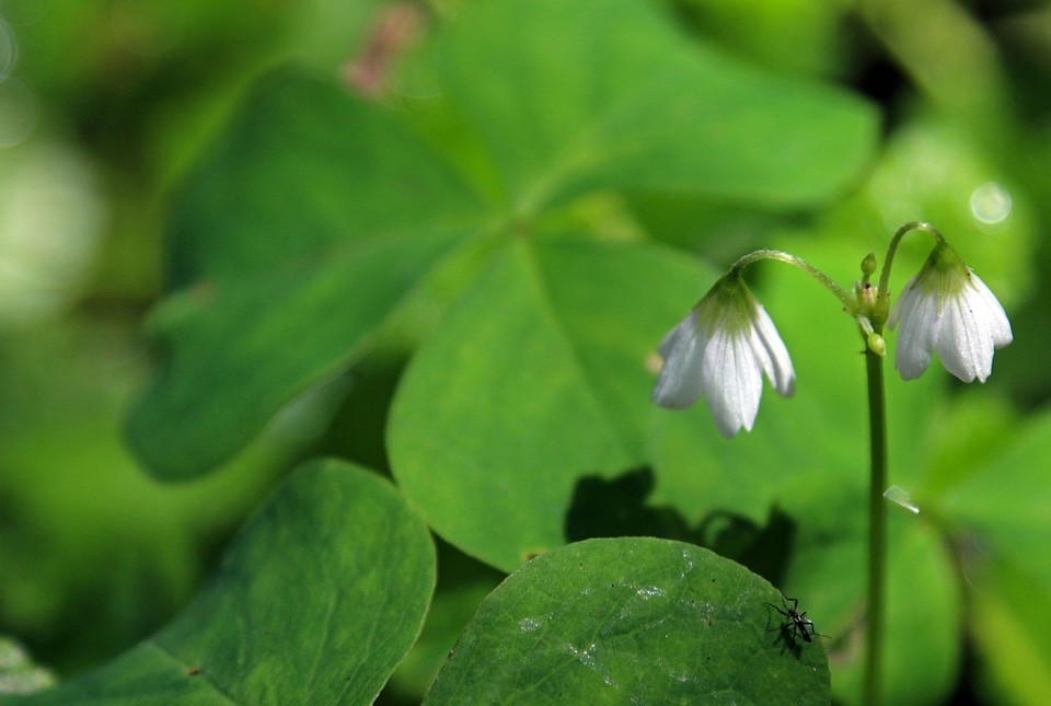 Trillium-leafed woodsorrel 