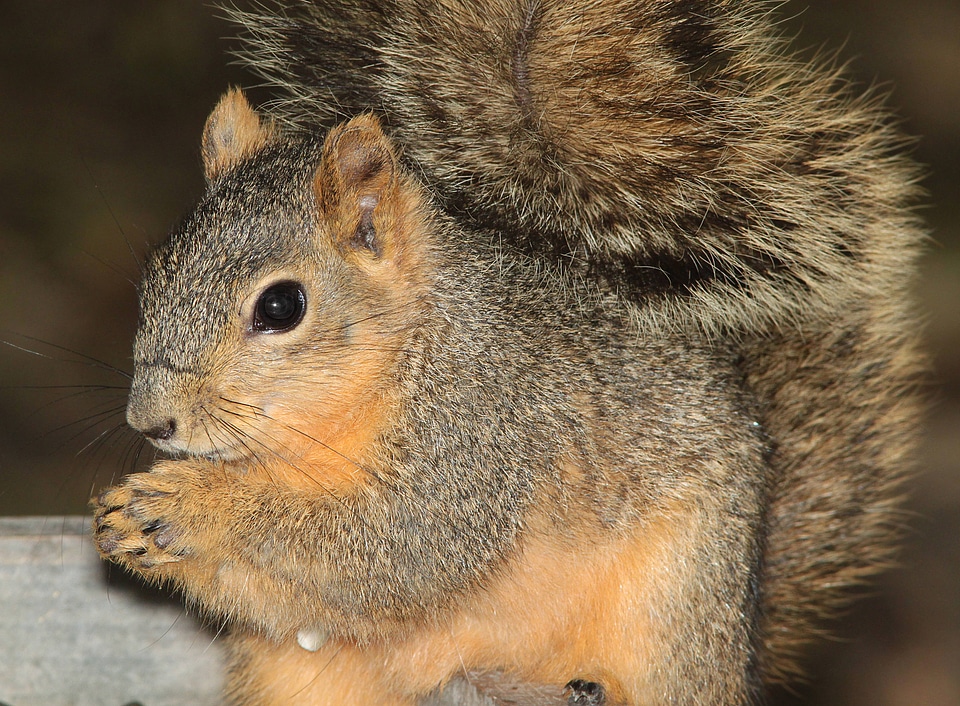 Eastern fox squirrel