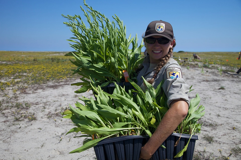 Staff carrying Seaside Goldenrod at  Monomoy NWR